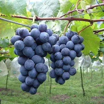 想要种出高品质，高价格，高产量的“三高”葡萄，可以这样做