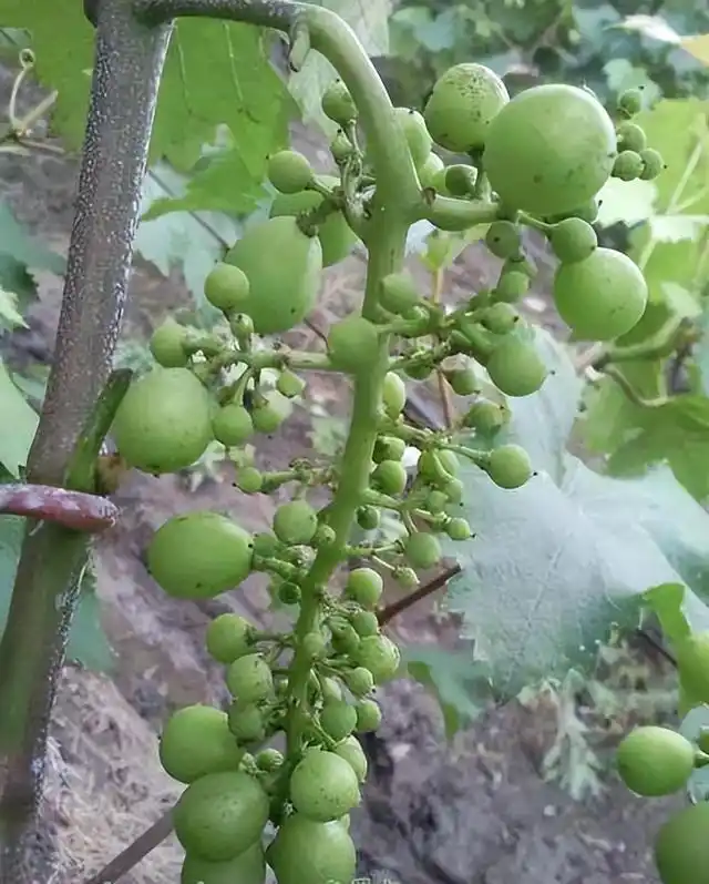 云南巨峰葡萄种植技术图片