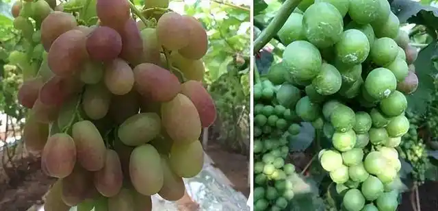 云南巨峰葡萄种植技术图片