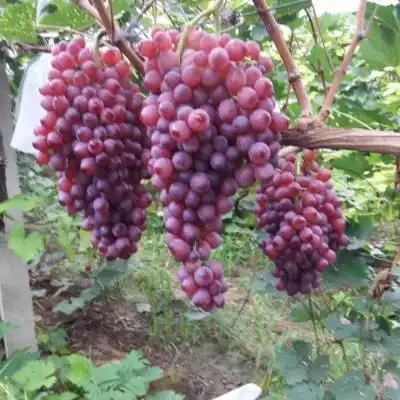 云南巨峰葡萄种植技术图片