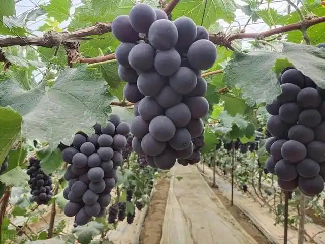 云南巨峰葡萄种植技术图片