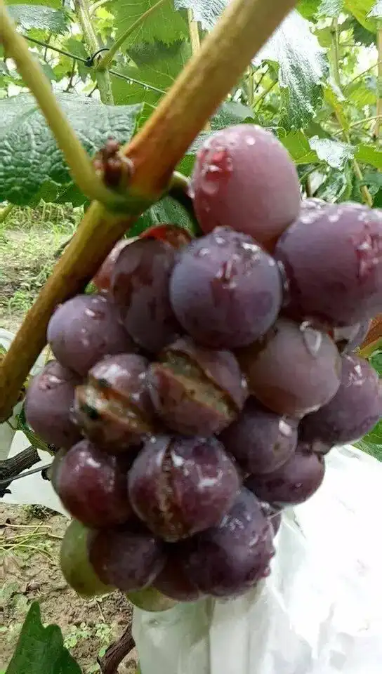 云南巨峰葡萄种植技术图片