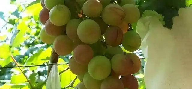 云南巨峰葡萄种植技术图片