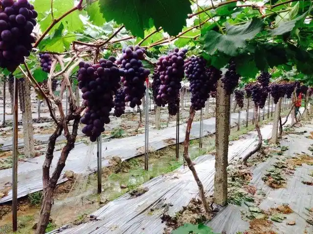 云南巨峰葡萄种植技术图片