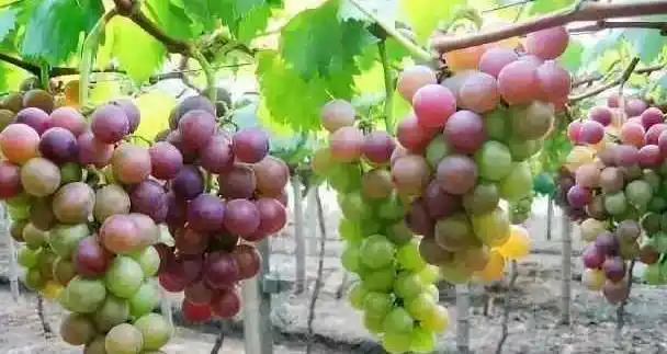 云南巨峰葡萄种植技术图片