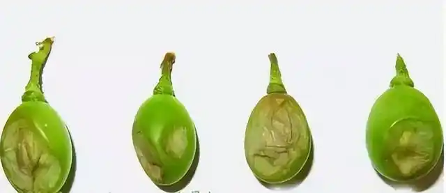 云南巨峰葡萄种植技术图片