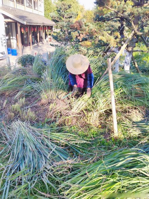 Lemon fragrance mackerel cultivation techniques