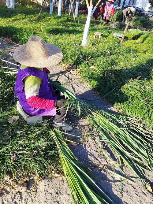 Lemon fragrance mackerel cultivation techniques