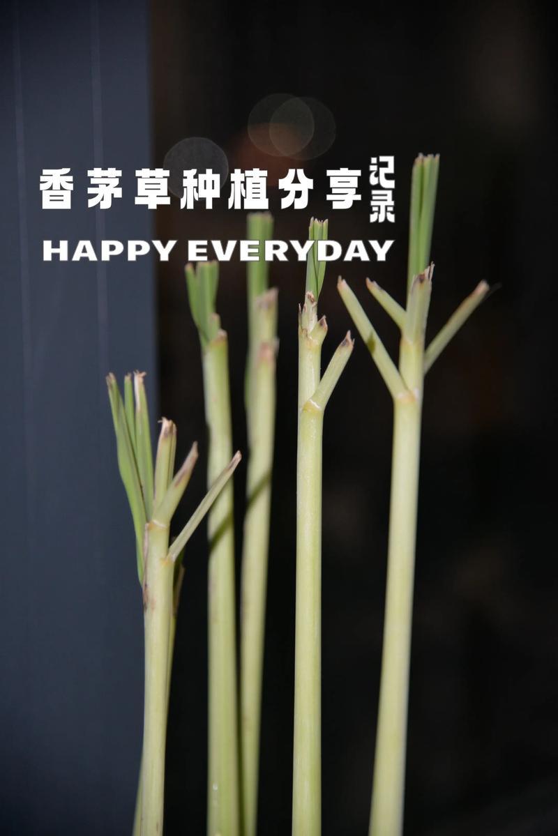 Lemon fragrance mackerel cultivation techniques