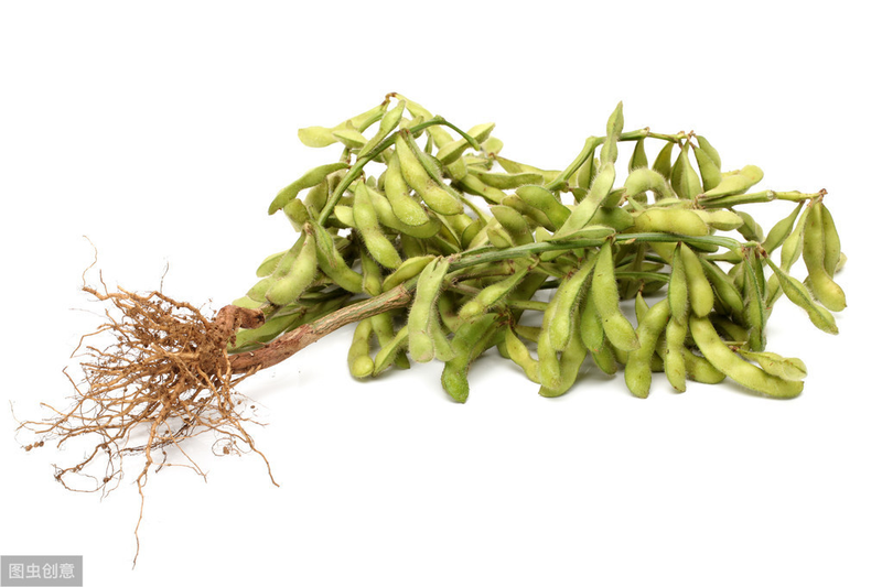 The way the beans grow