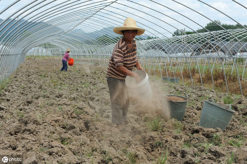 The way the beans grow