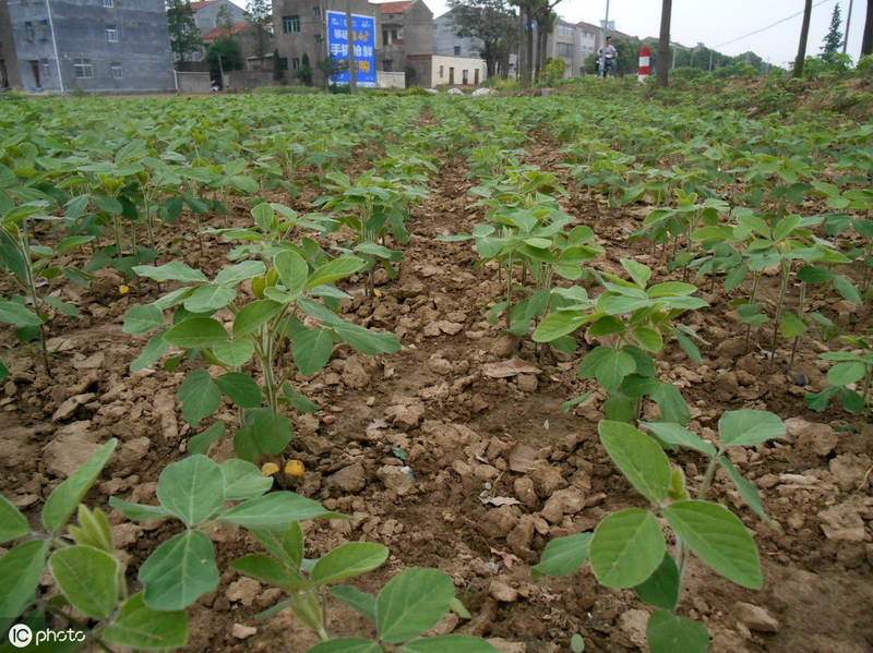 The way the beans grow