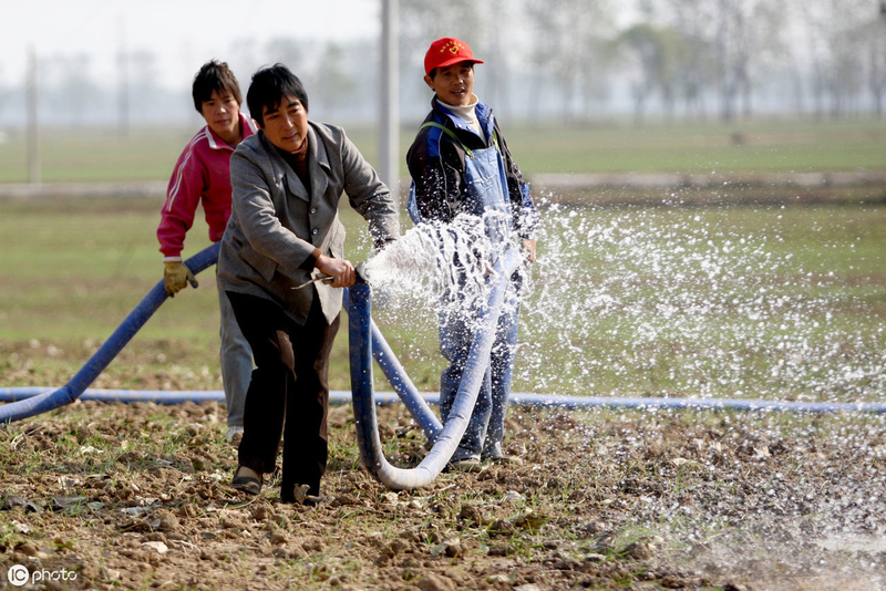 The way the beans grow