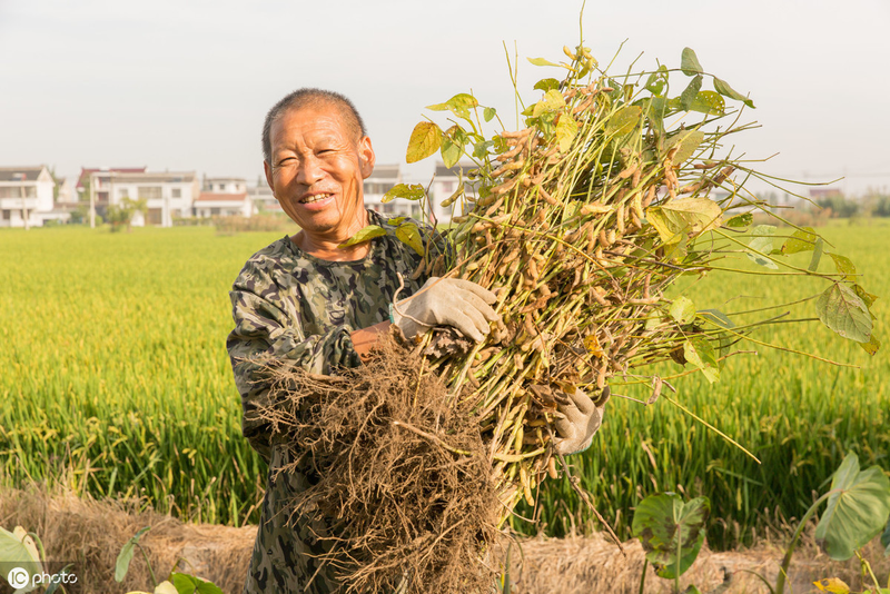 The way the beans grow