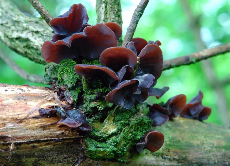 Northeast black-mule planting technology