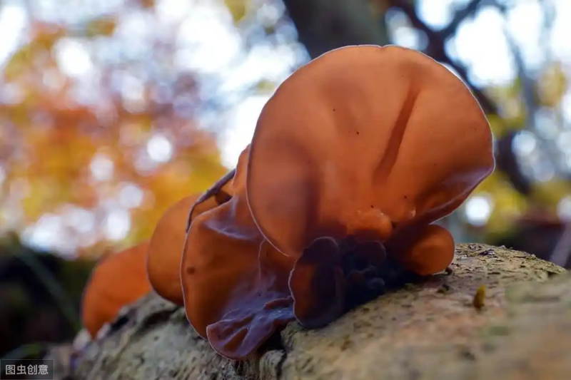 Northeast black-mule planting technology