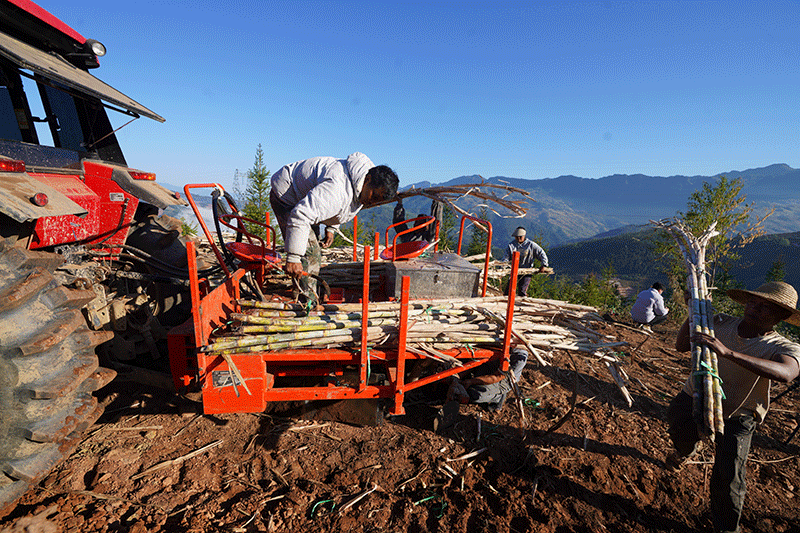 甘蔗的种植技术