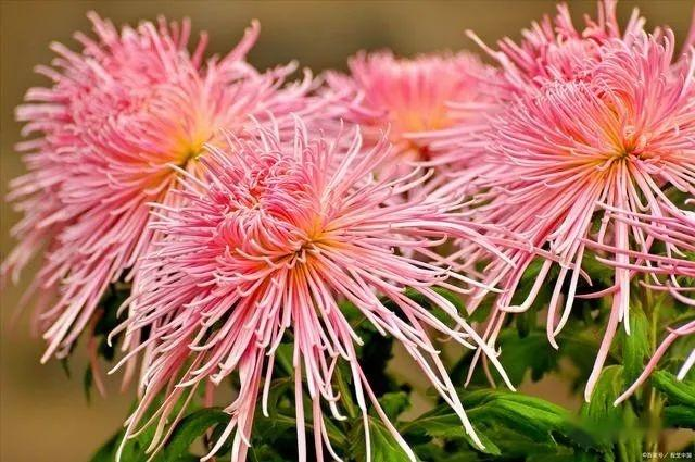Methods and timing of chrysanthemum tea cultivation