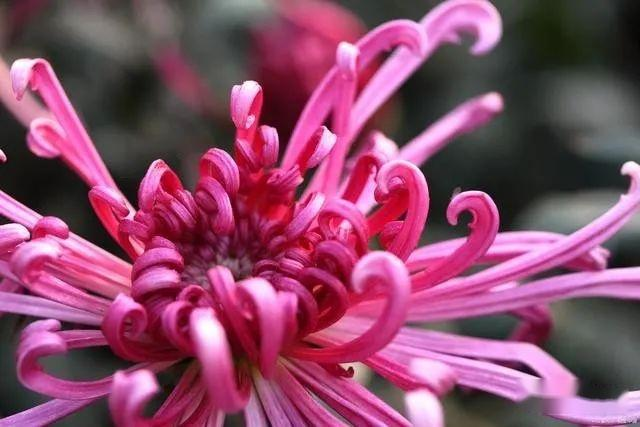 Methods and timing of chrysanthemum tea cultivation