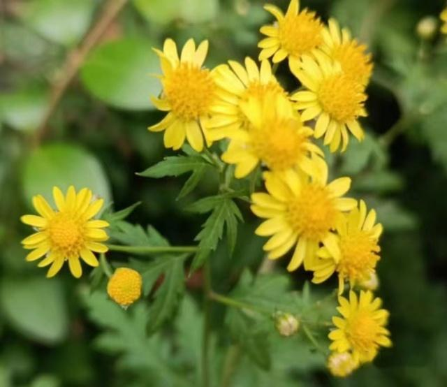 Methods and timing of chrysanthemum tea cultivation