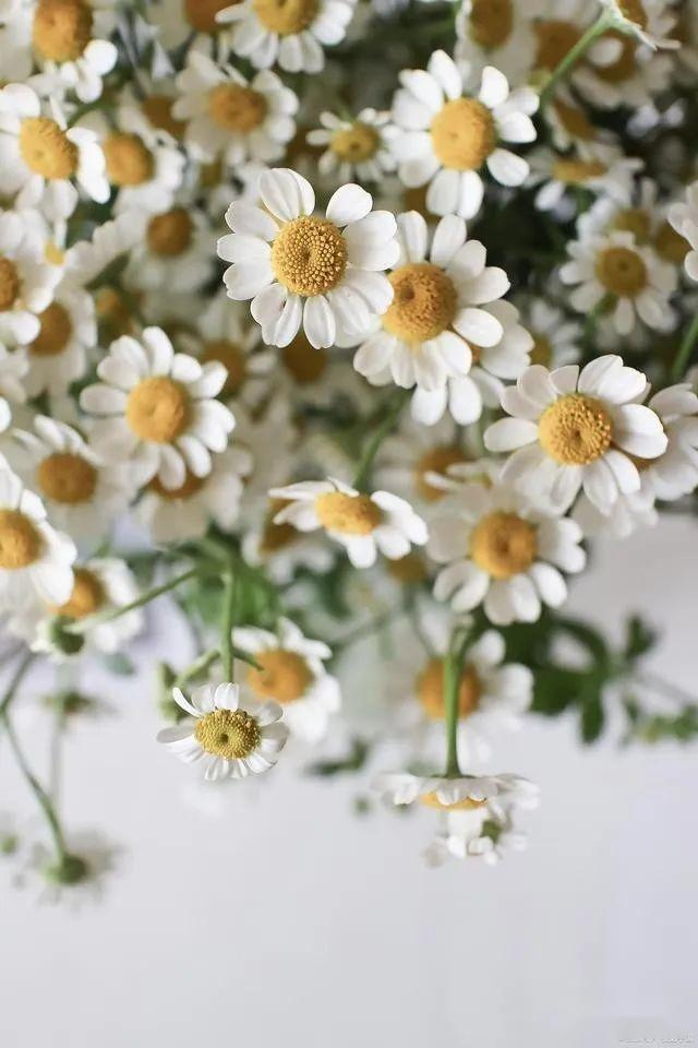 Methods and timing of chrysanthemum tea cultivation