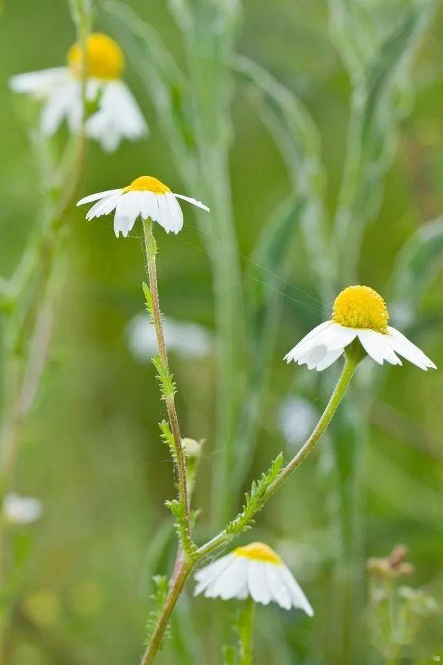 Methods and timing of chrysanthemum tea cultivation