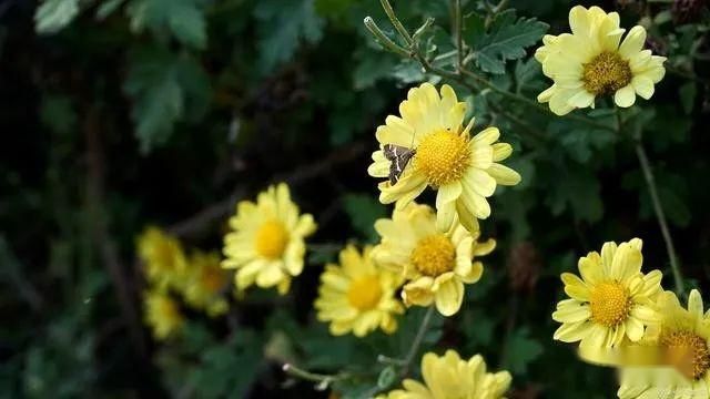 Methods and timing of chrysanthemum tea cultivation