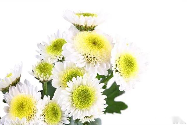Methods and timing of chrysanthemum tea cultivation