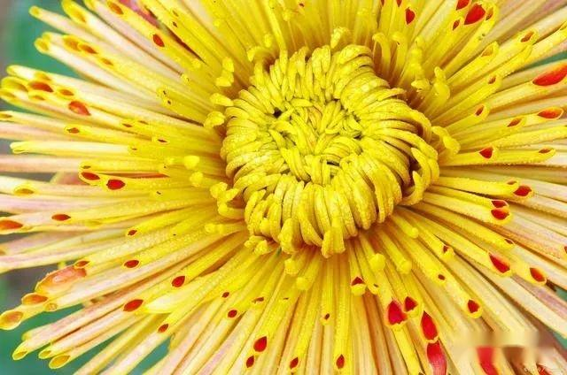 Methods and timing of chrysanthemum tea cultivation