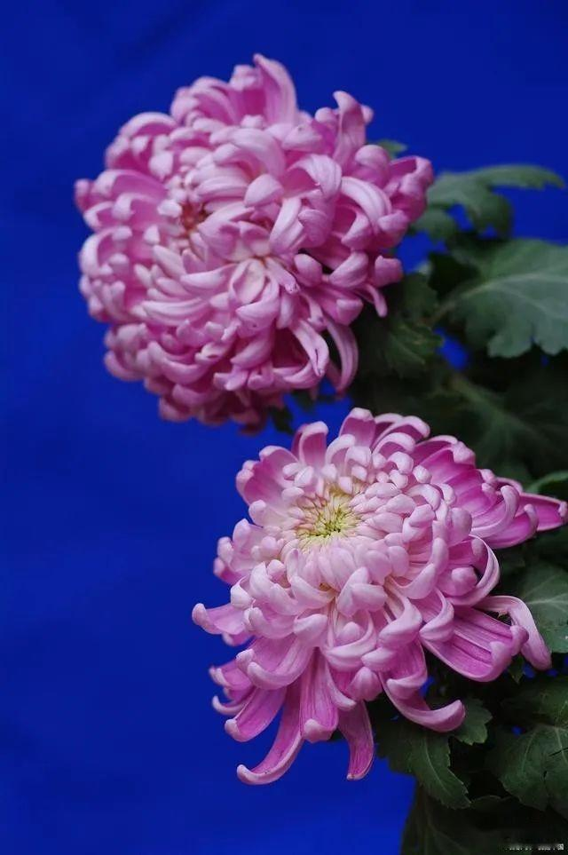 Methods and timing of chrysanthemum tea cultivation