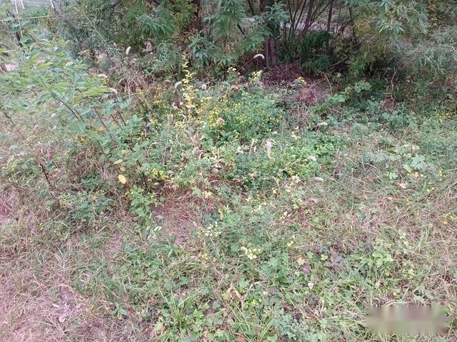 Methods and timing of chrysanthemum tea cultivation