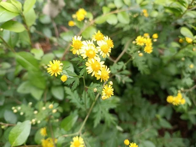 Methods and timing of chrysanthemum tea cultivation