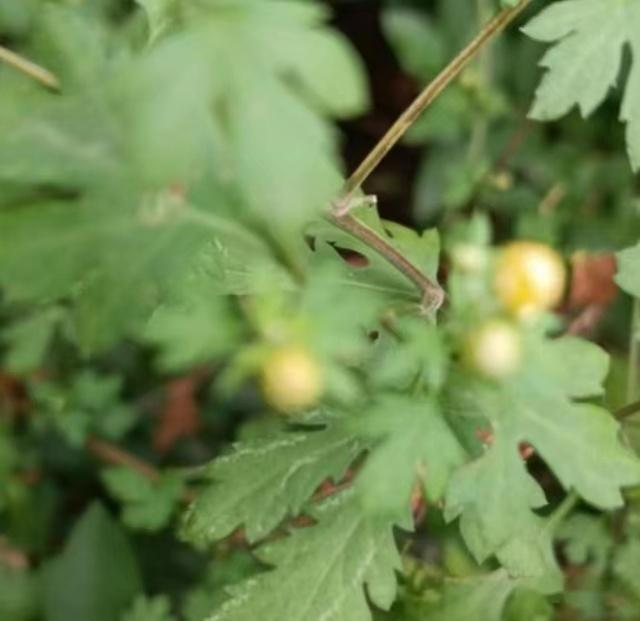 Methods and timing of chrysanthemum tea cultivation