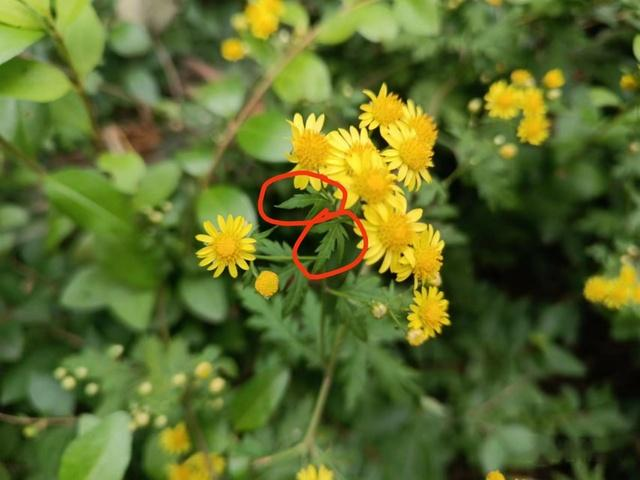 Methods and timing of chrysanthemum tea cultivation