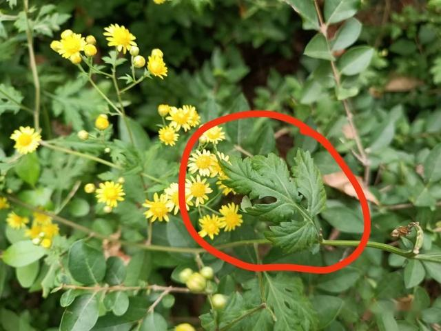 Methods and timing of chrysanthemum tea cultivation