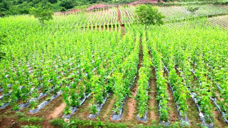 Seed cultivation methods