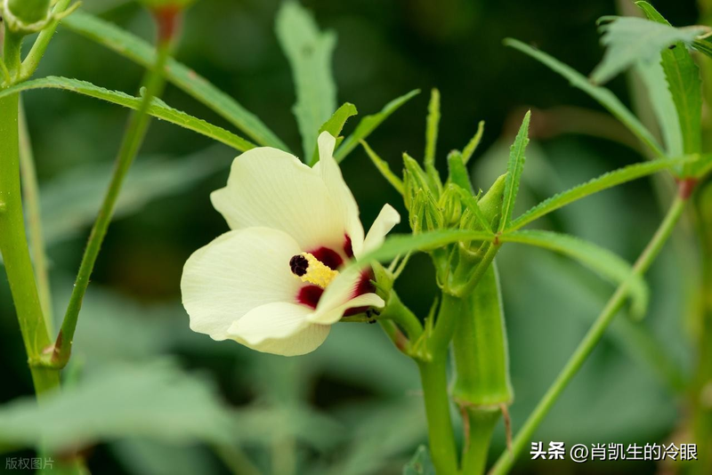 请问秋葵的种植方法