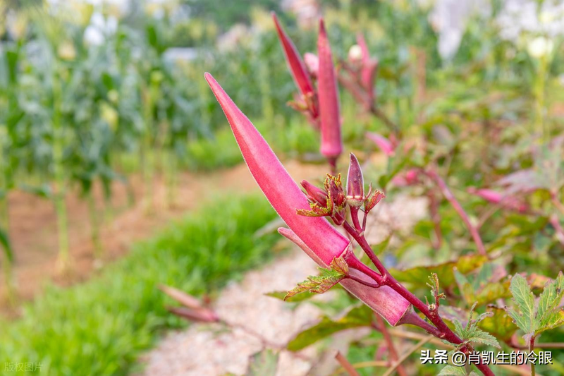 请问秋葵的种植方法