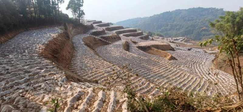 甘蔗的种植技术