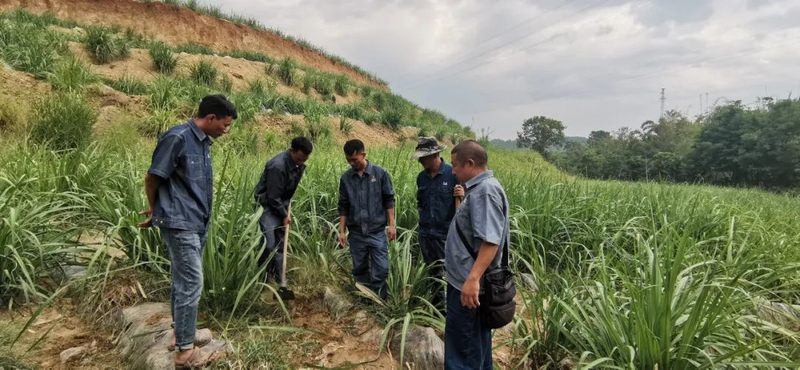 甘蔗的种植技术