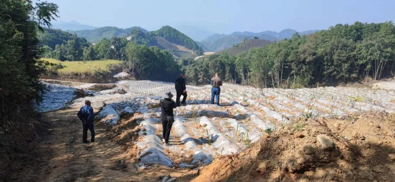 甘蔗的种植技术