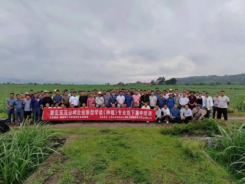 甘蔗的种植技术