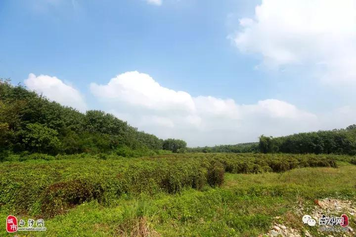 海南白沙紫玉淮山长势良好丰收在望 预计11月底上市