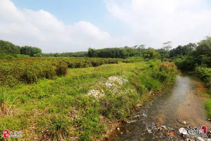 紫玉淮山种植技术