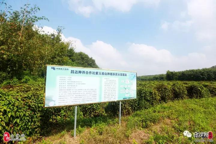 紫玉淮山种植技术