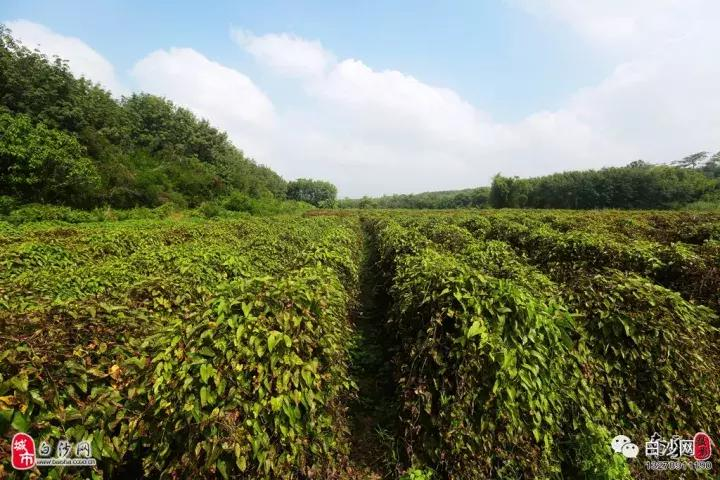 紫玉淮山种植技术
