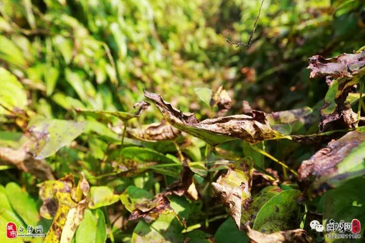 紫玉淮山种植技术