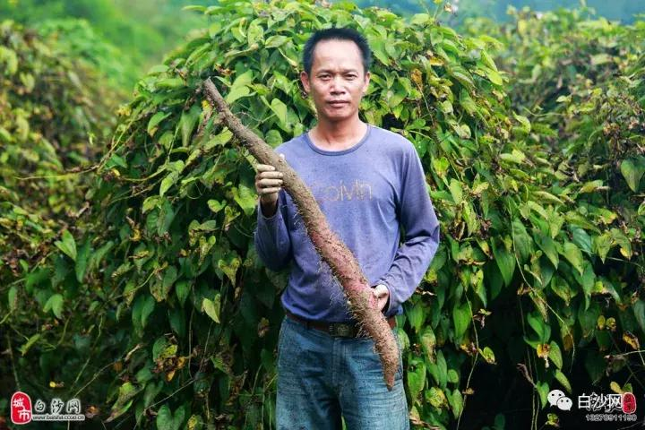 紫玉淮山种植技术