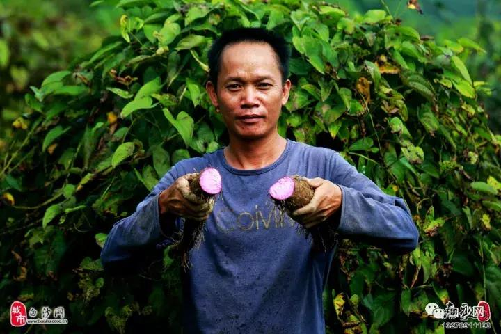 紫玉淮山种植技术