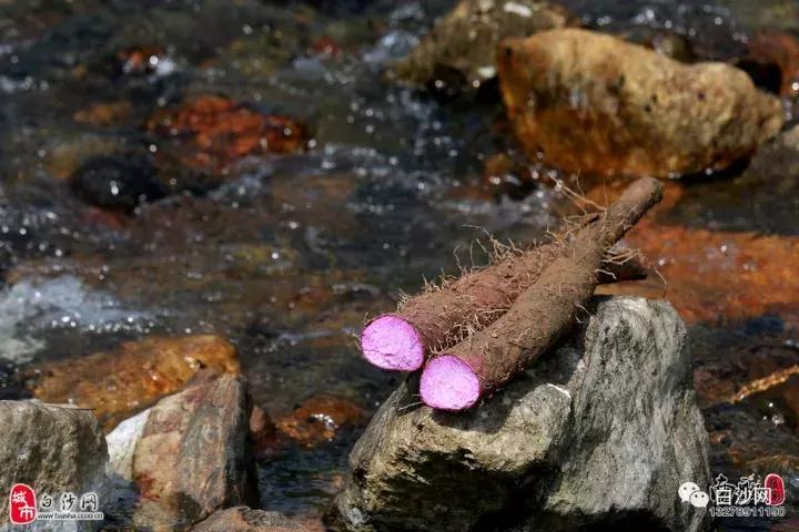 紫玉淮山种植技术